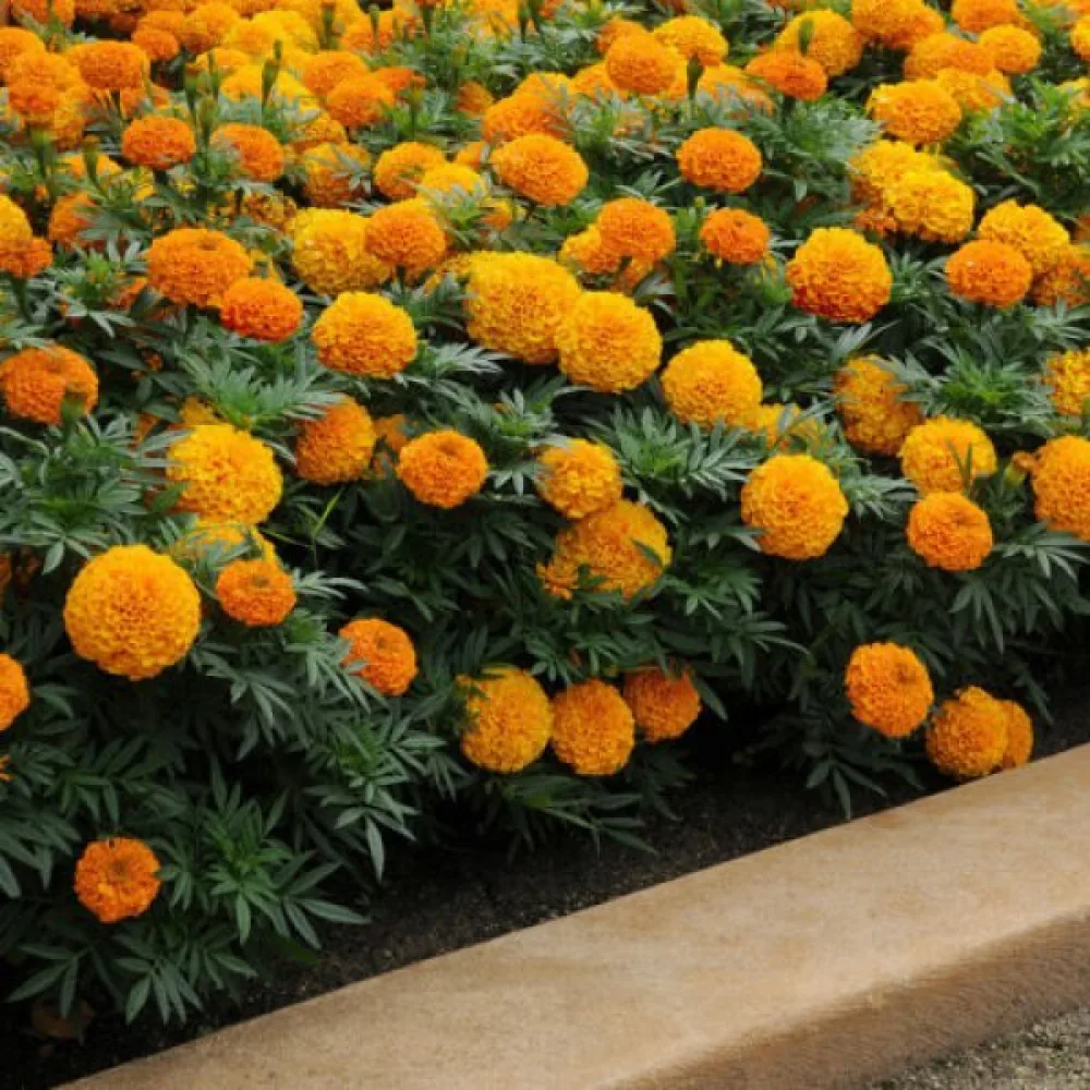 Afrikansk tagetes 'Sierra Orange'