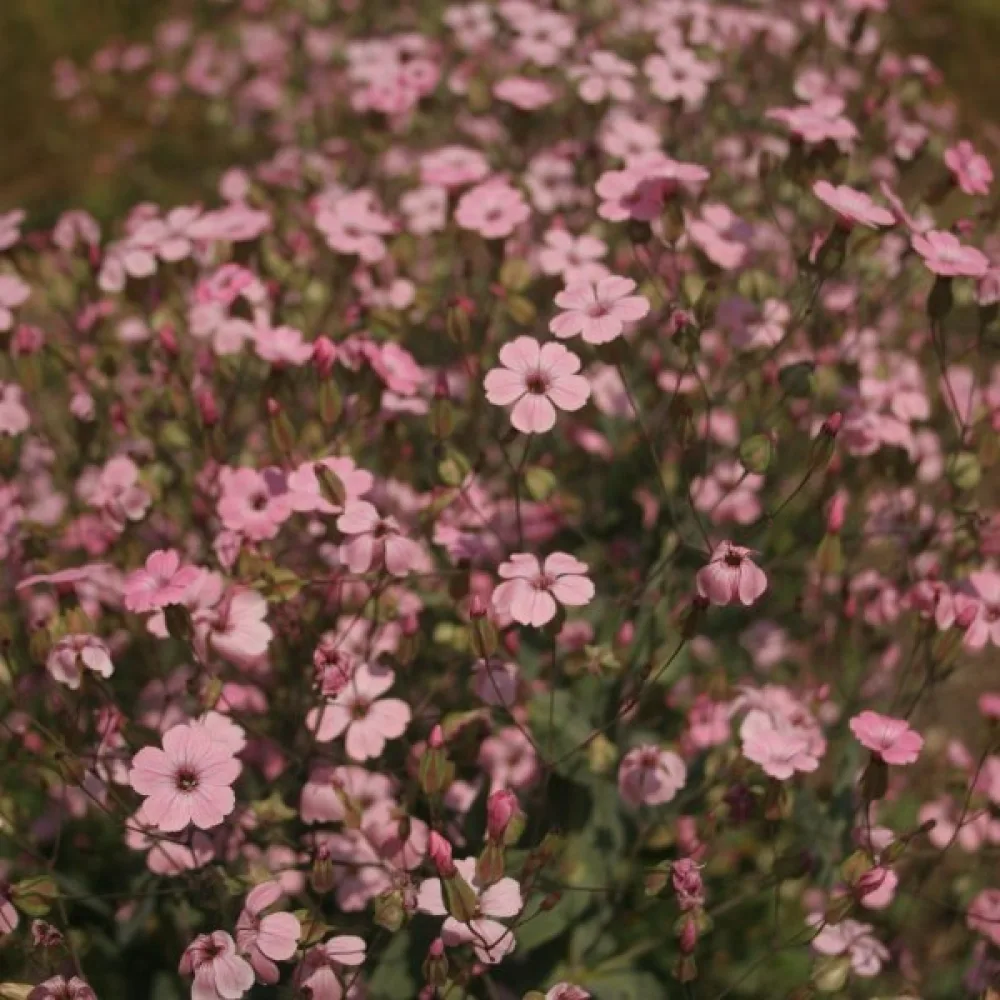 Kovete 'Pink Beauty'