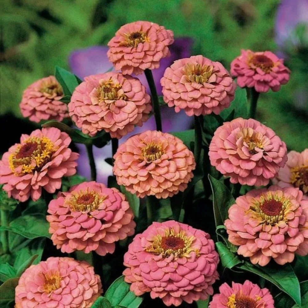 Zinnia 'Salmon Gem'