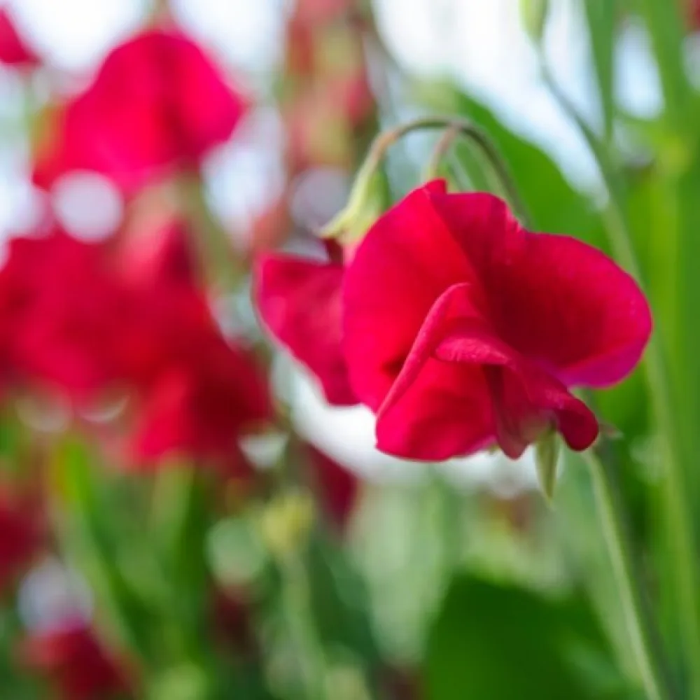 Luktärt Lathyrus odoratus – röd