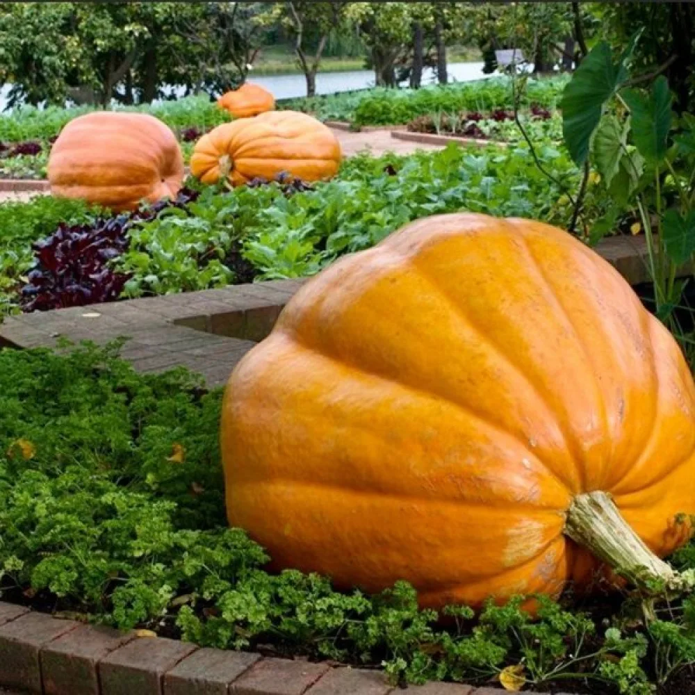 Pumpa 'Atlantic Giant'