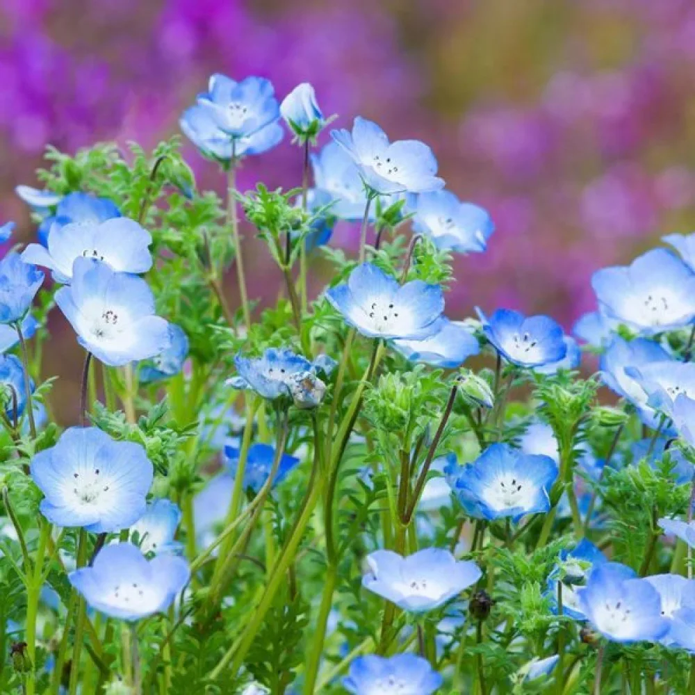 Nemophila – blå