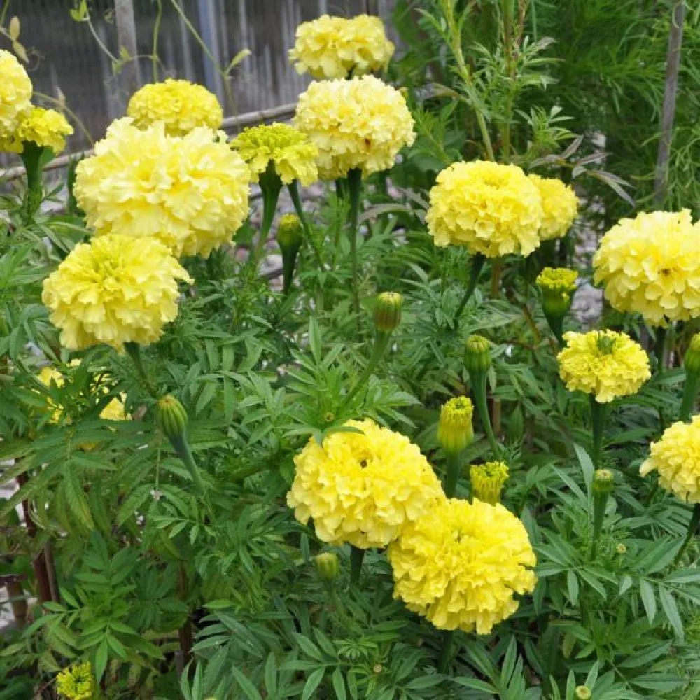Afrikansk tagetes 'Alaska'