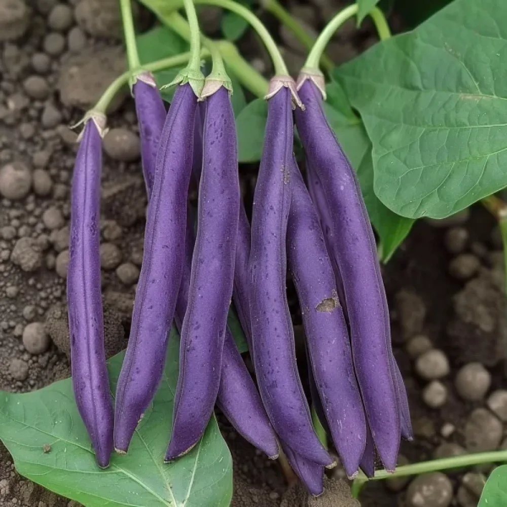 Trädgårdsböna 'Purple Teepee'