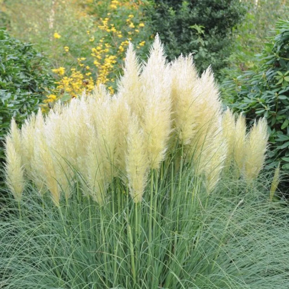 Pampasgräs 'Pampas Plume' vit