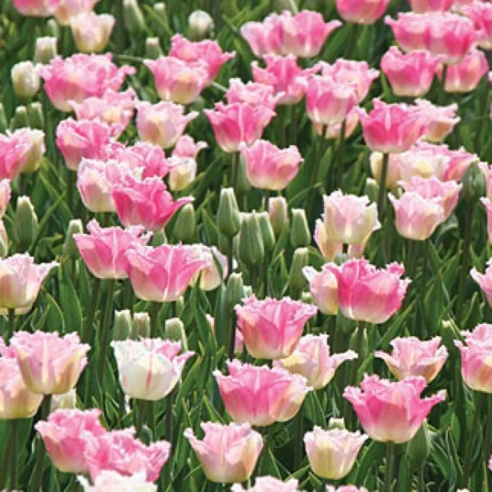 Tulpan 'Izumi'