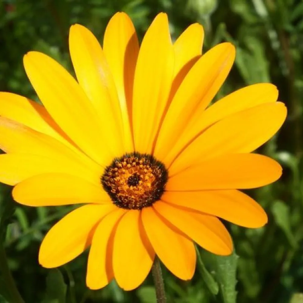 Stjärnöga 'Yellow Queen', gul