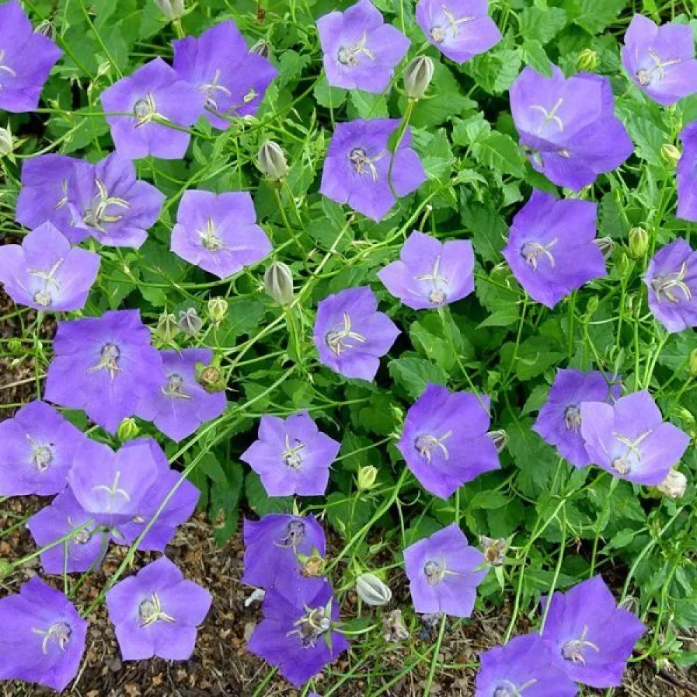 Karpatklocka Campanula carpatica – blå