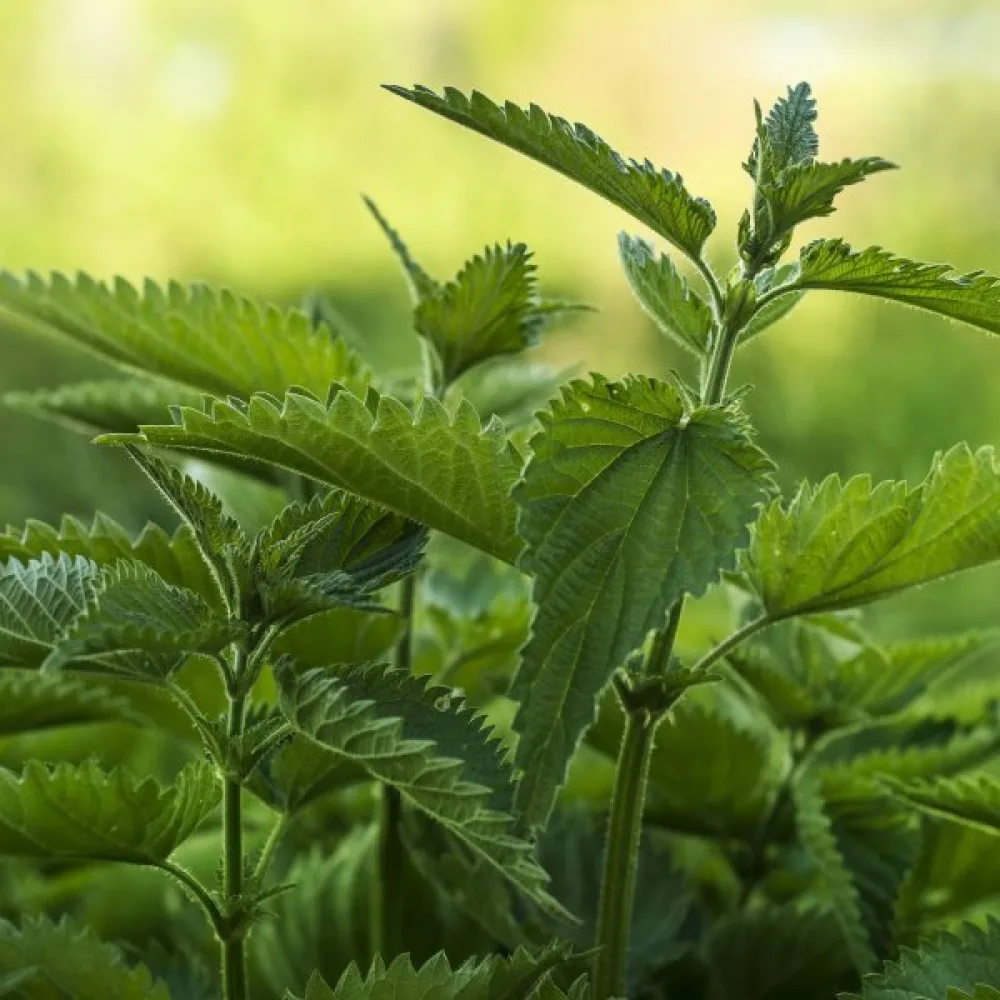 Brännässla Urtica dioica