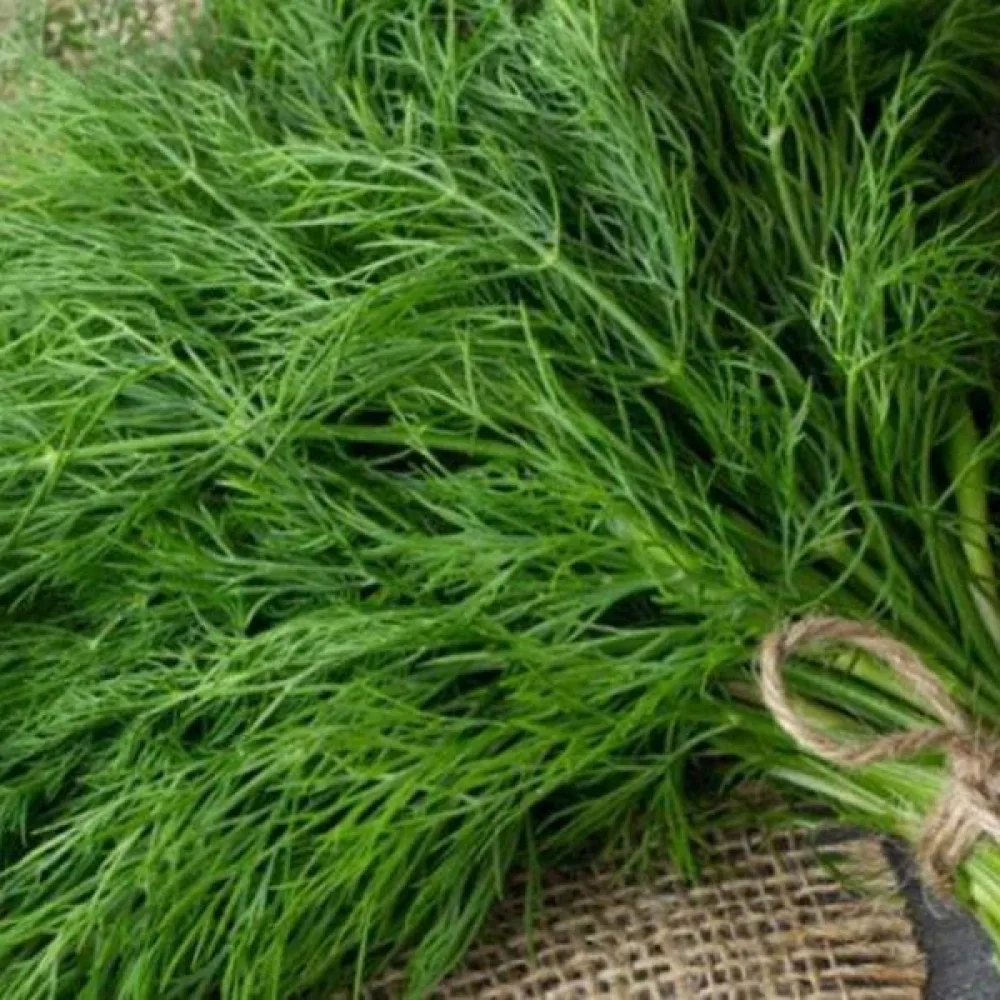 Dill 'Superducat'