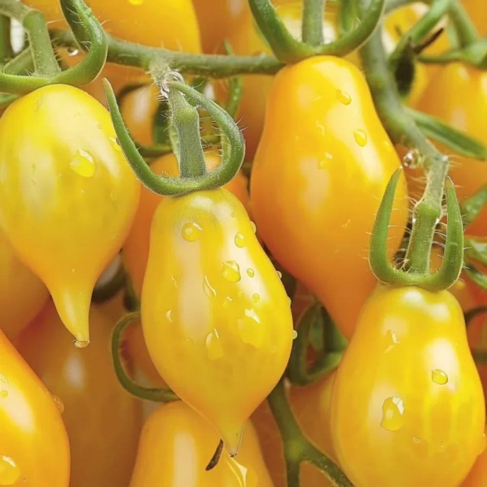 Körsbärstomat 'Yellow Pearshaped'
