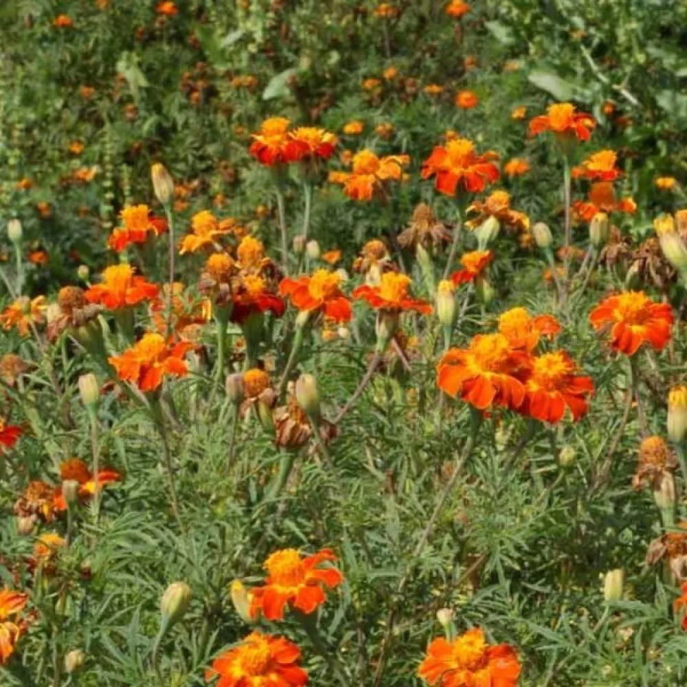 Fransk tagetes 'Nema TP'