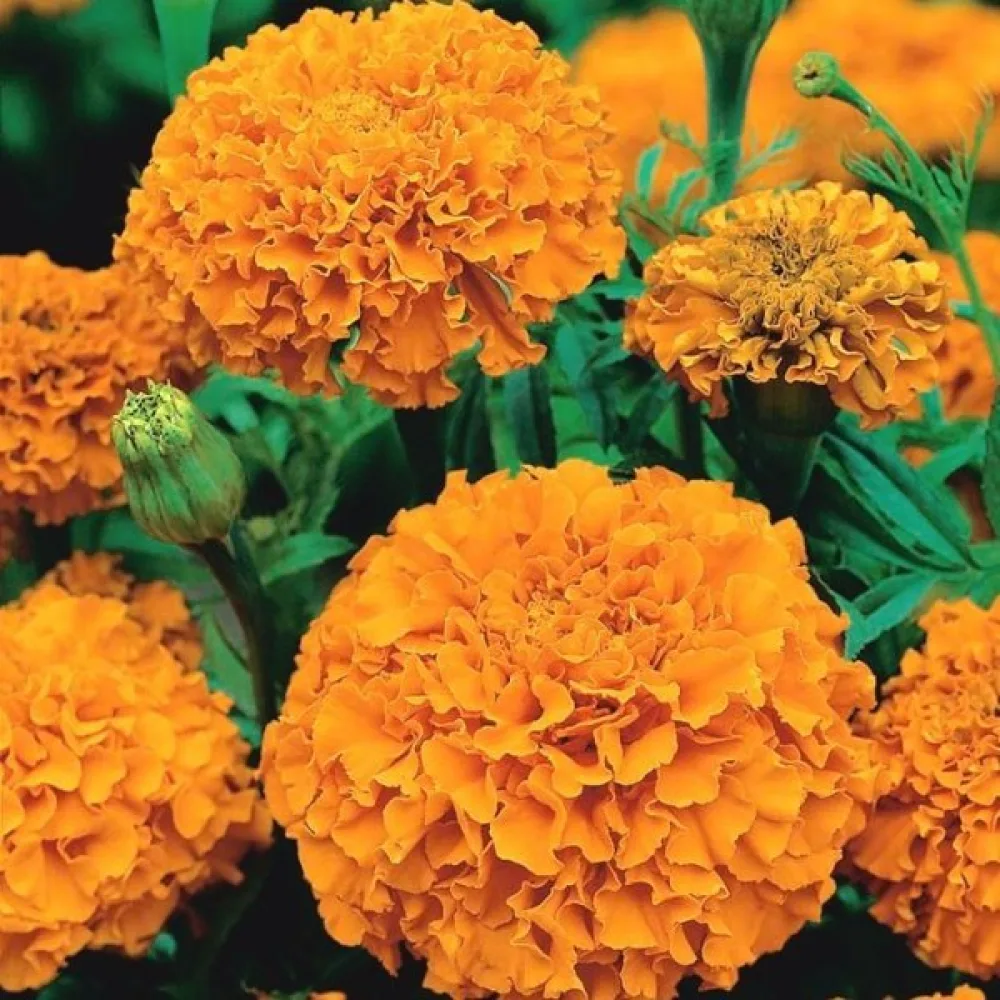 Afrikansk tagetes 'Orangeprinz'