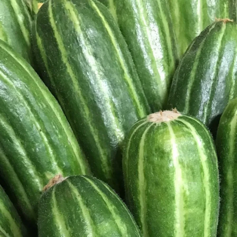 Melongurka 'Carosello Barese'