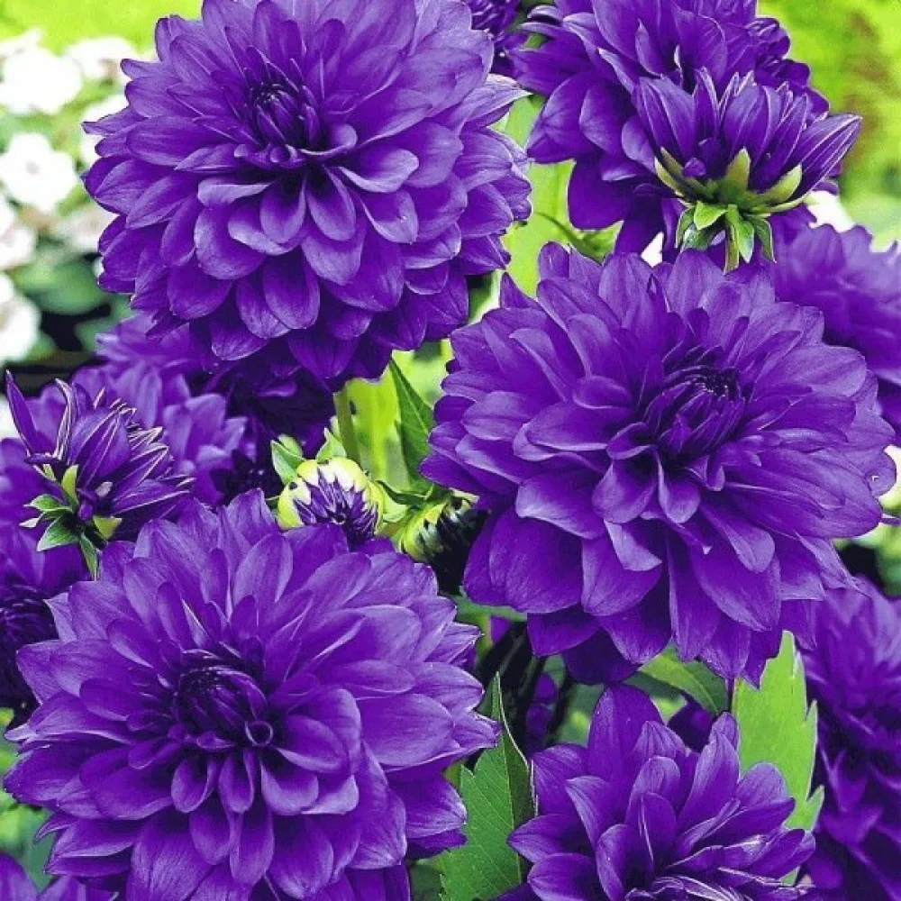 Zinnia 'Super Yoga Purple'