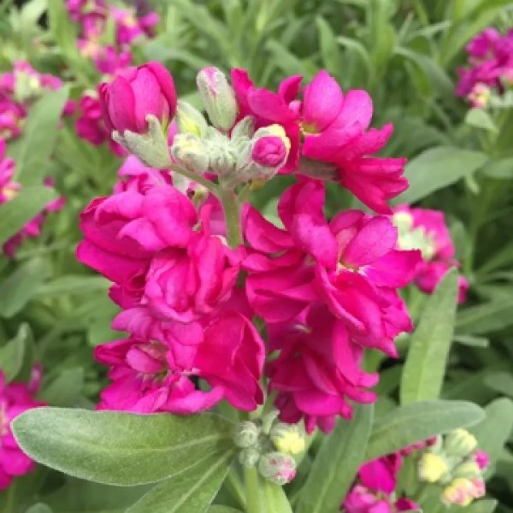 Lövkoja Matthiola incana, rosa