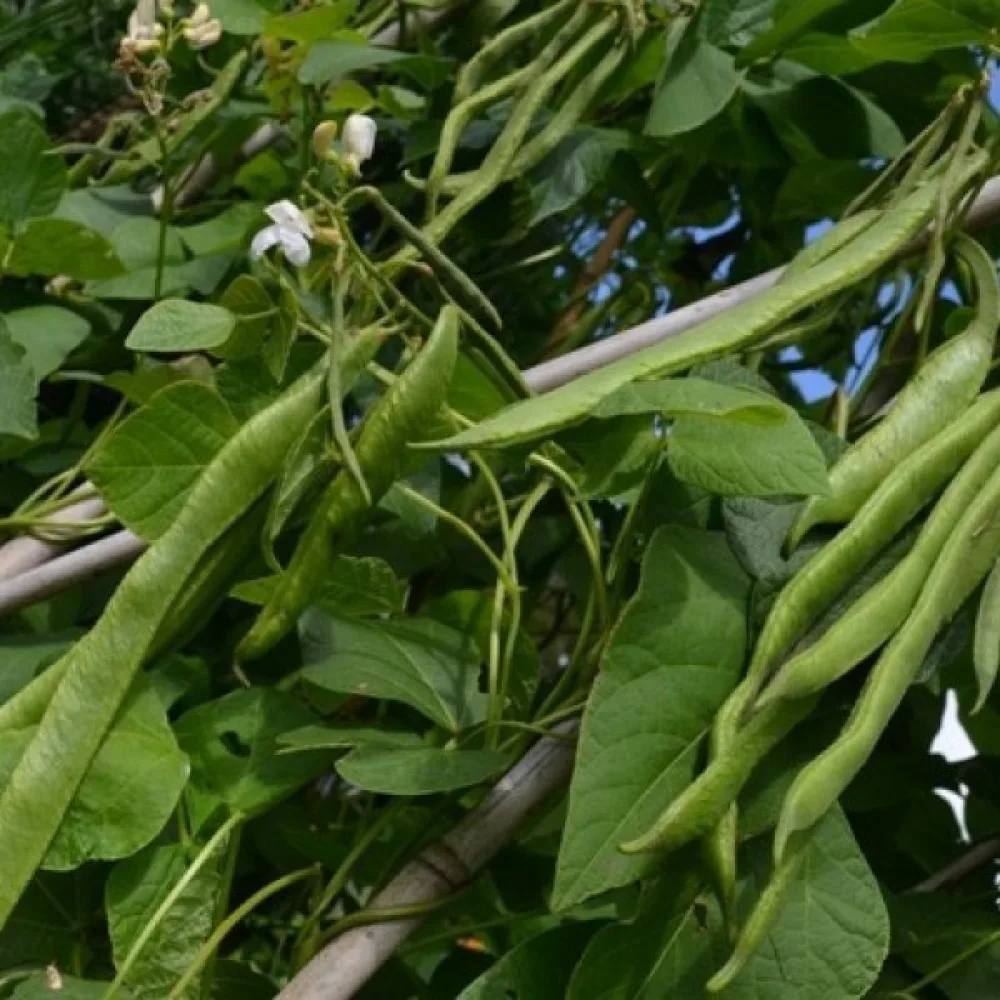 Rosenböna 'Emergo'