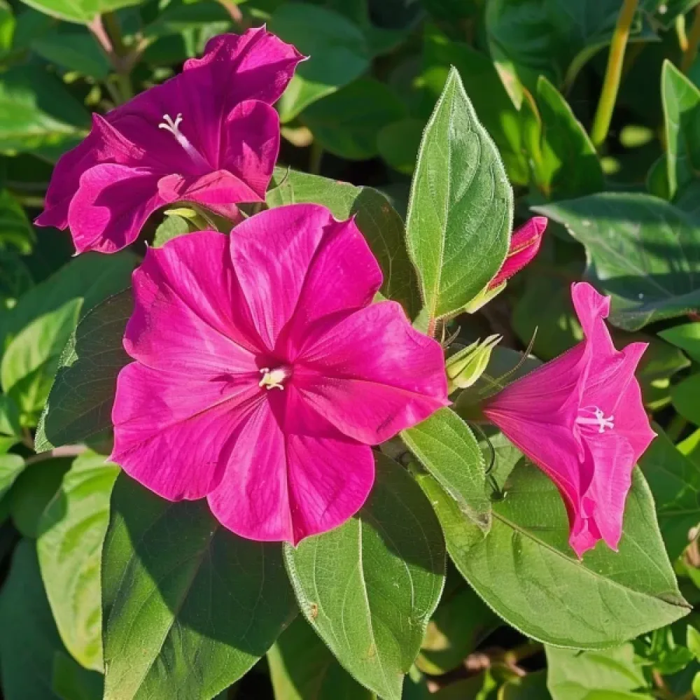 Underblomma – rosa
