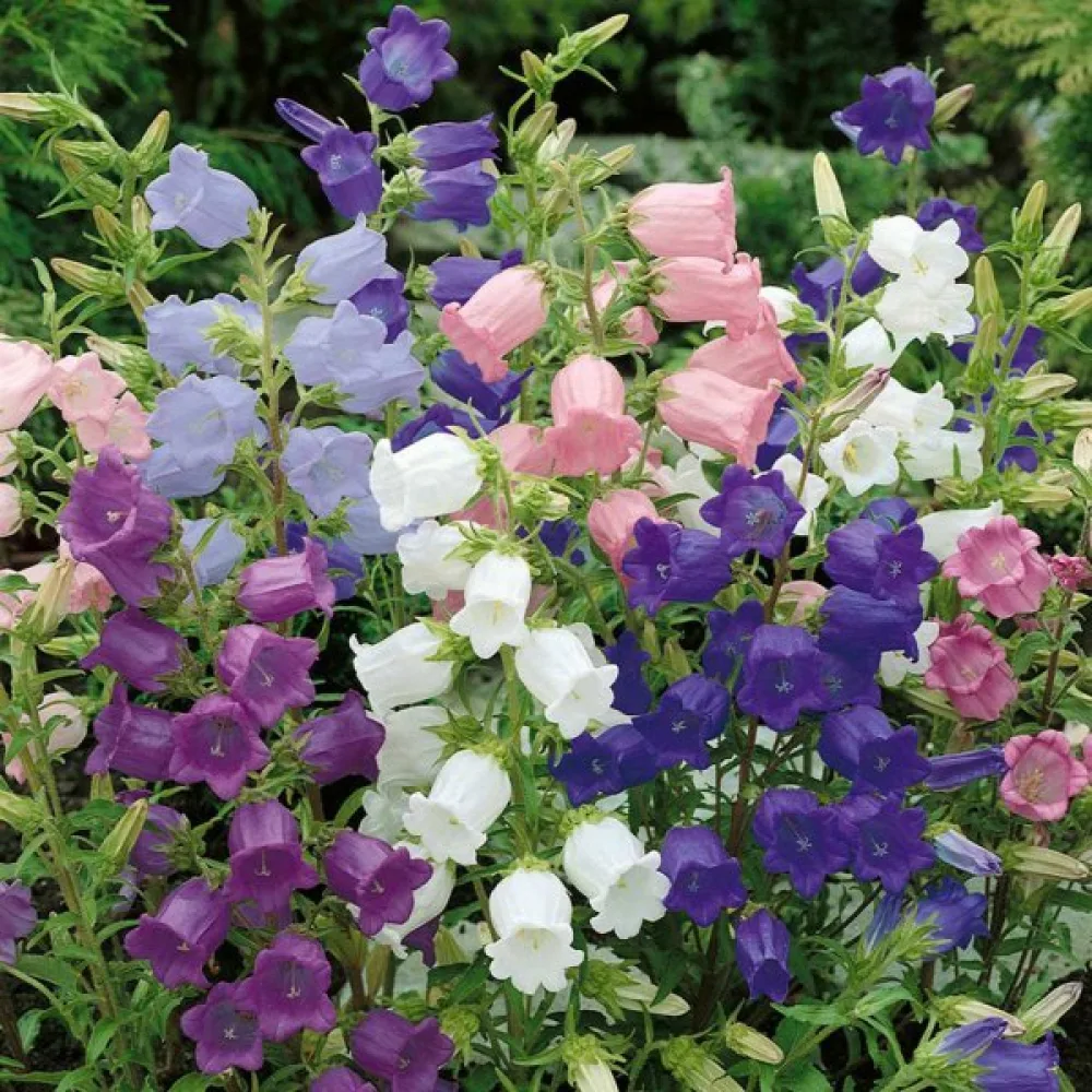 Mariaklocka Campanula medium – mix