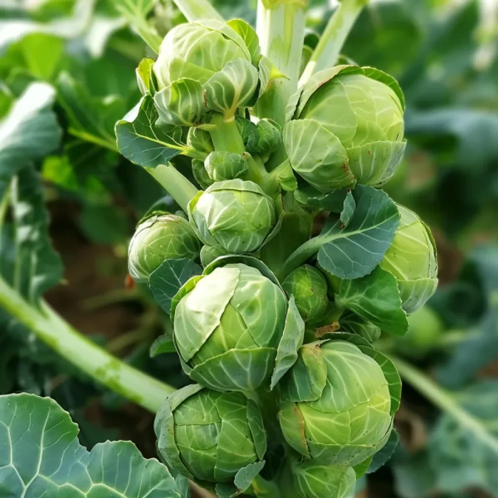 Brysselkål 'Groninger'
