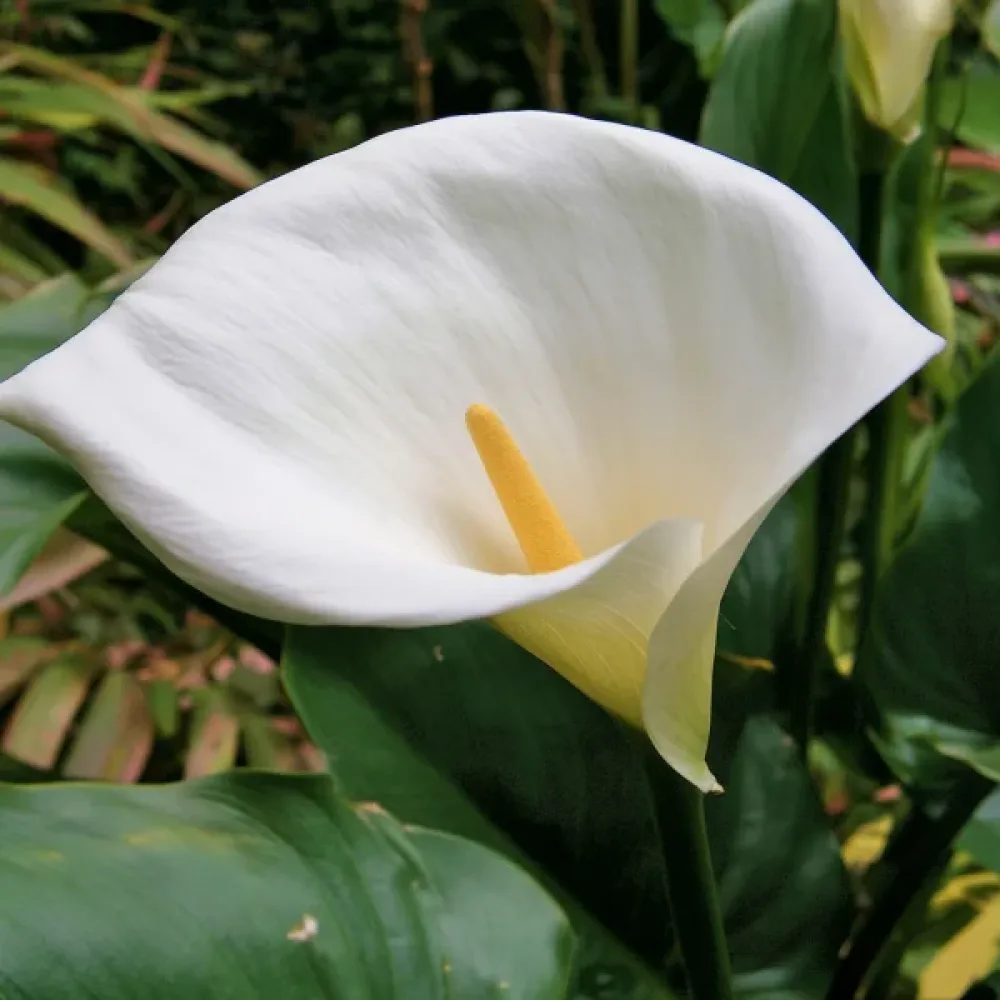 Kalla Zantedeschia aethiopica