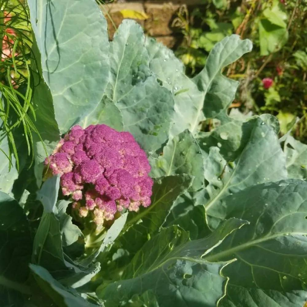 Blomkål 'Di Sicilia Violetto'
