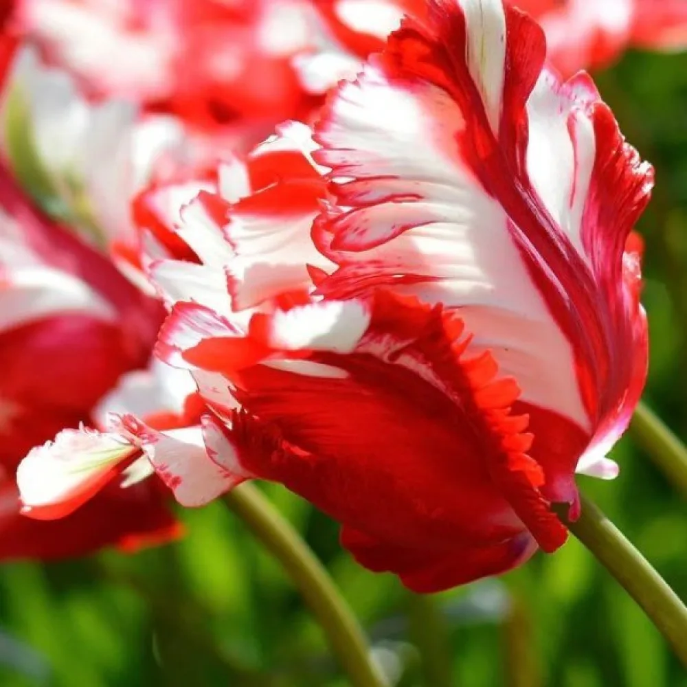 Tulpan 'Estella Rijnveld'