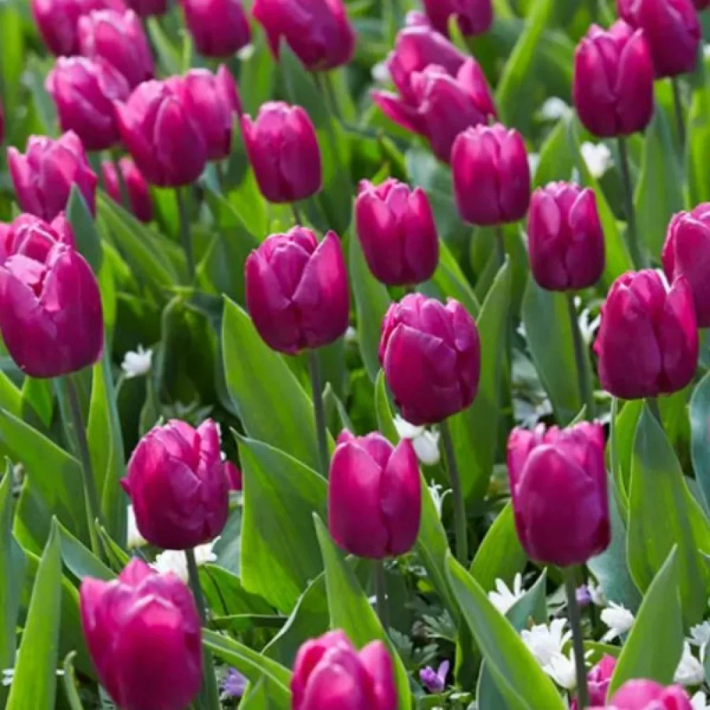 Tulpan 'Purple Prince'