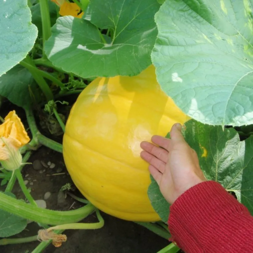 Pumpa 'Yellow Giant'