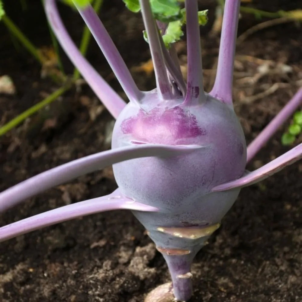Kålrabbi 'Purple Vienna'