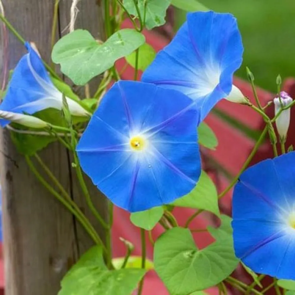 Blomman för dagen 'Heavenly Blue'