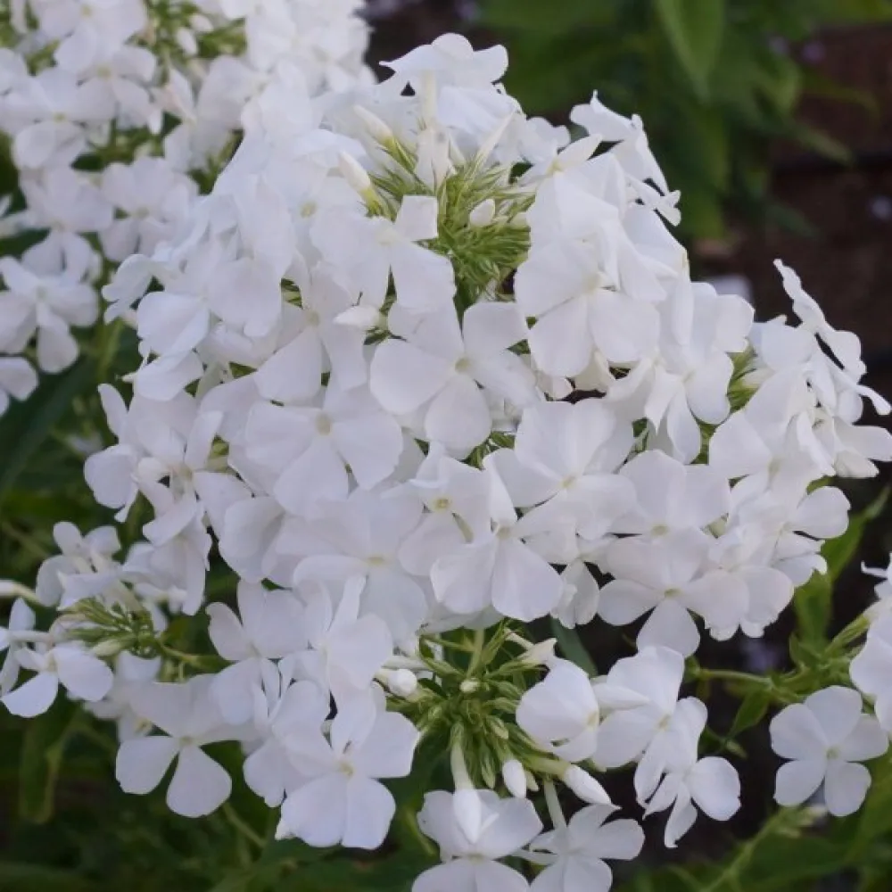 Sommarflox 'Alba'
