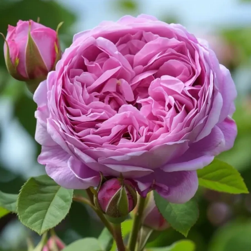 Ros 'Revival Blossom' – barrotad