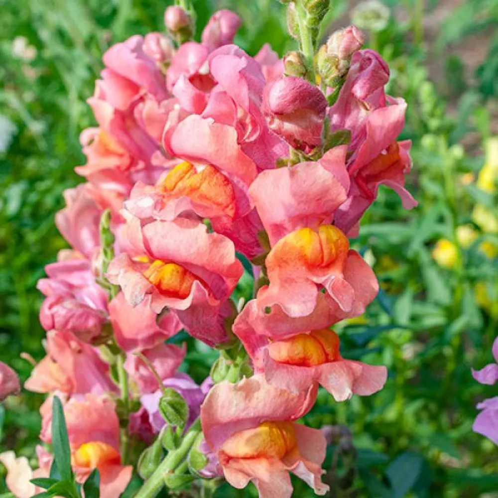 Lejongap 'Orange Wonder'