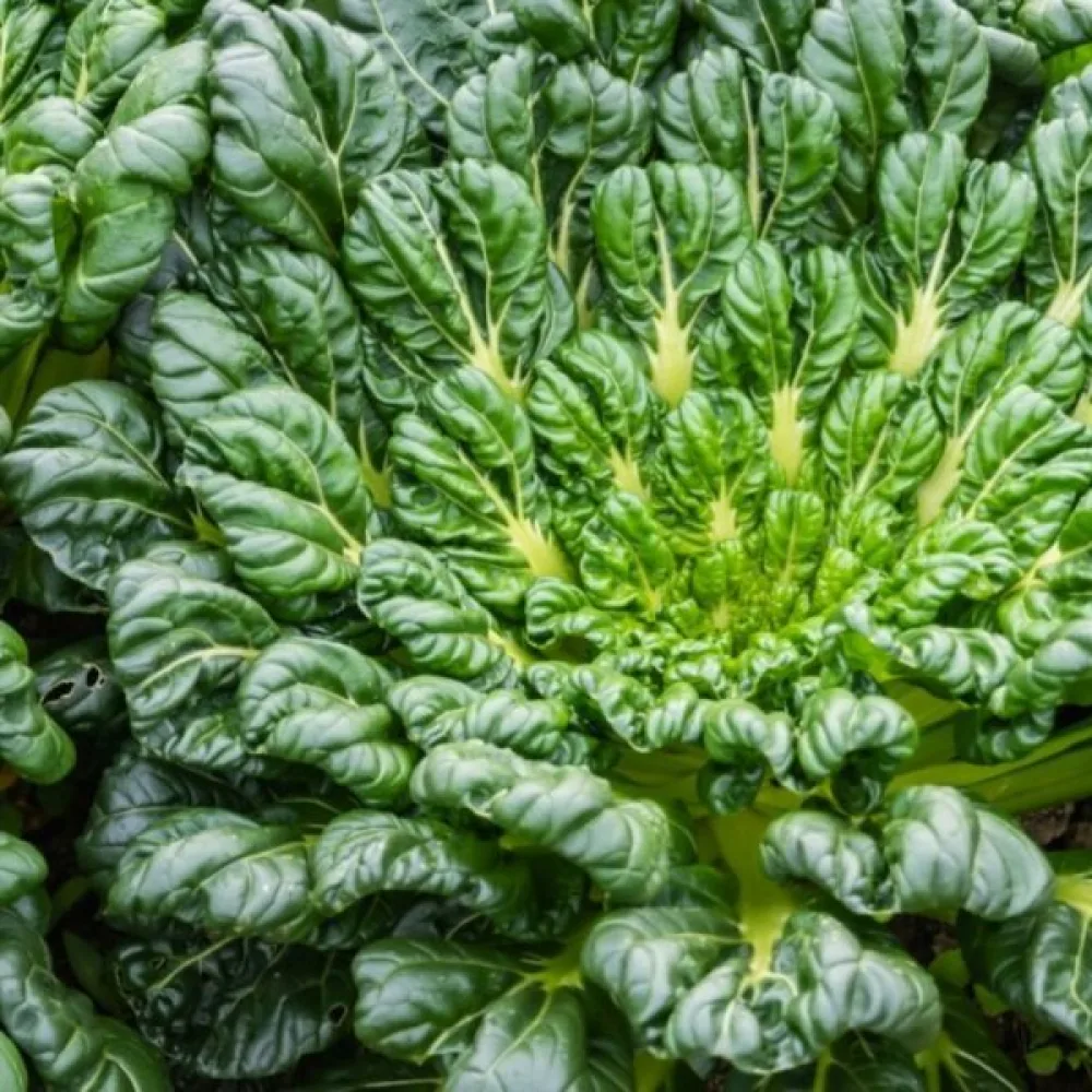 Tatsoi