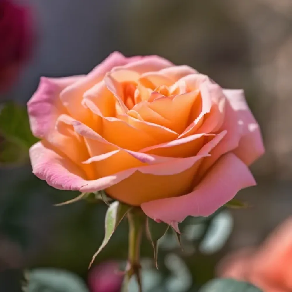 Ros 'Crimson Sun' – barrotad