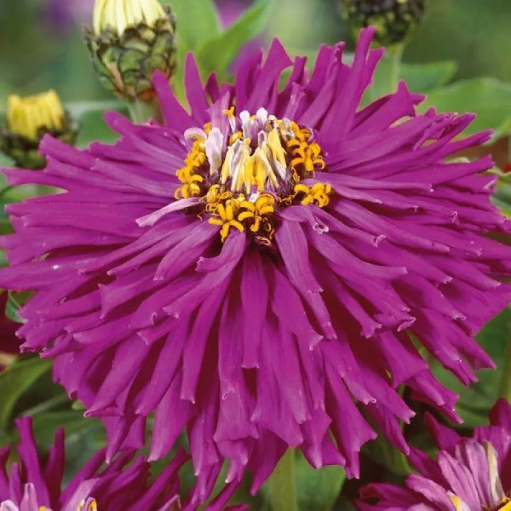 Zinnia 'Lilac Empress'