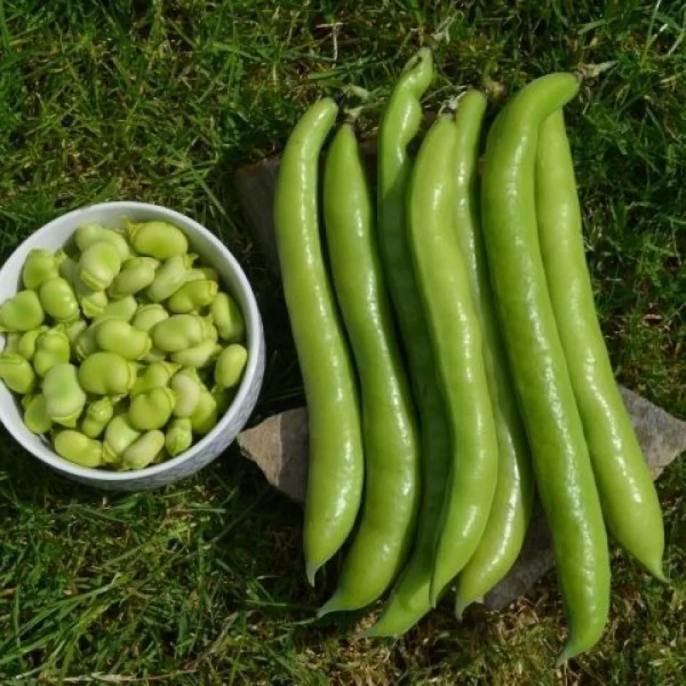 Bondböna 'Green Hangdown'