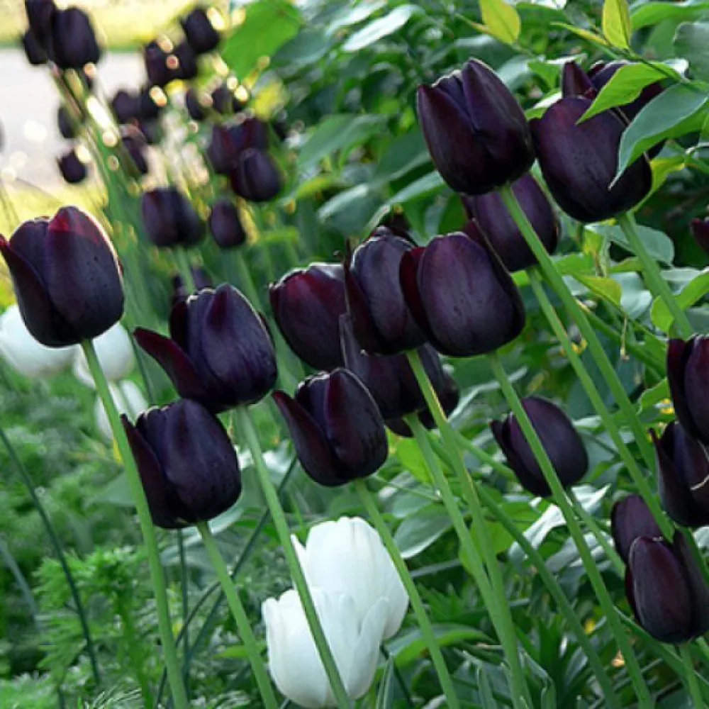 Tulpan 'Queen of Night'