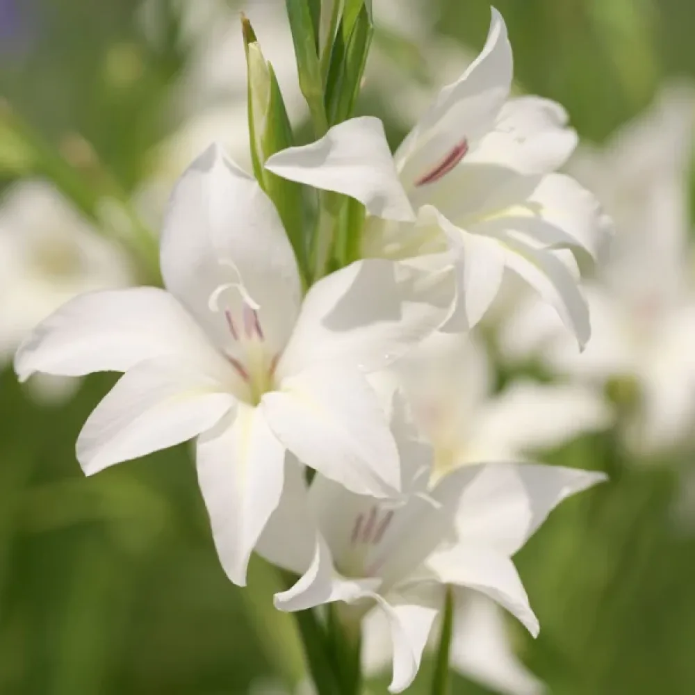 Gladiolus 'Albus'