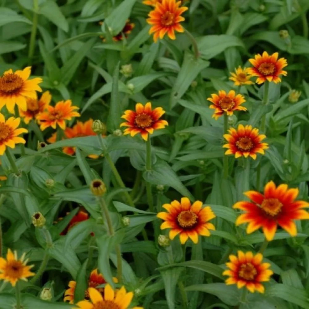 Zinnia haageana 'Old Mexico' (blandning)