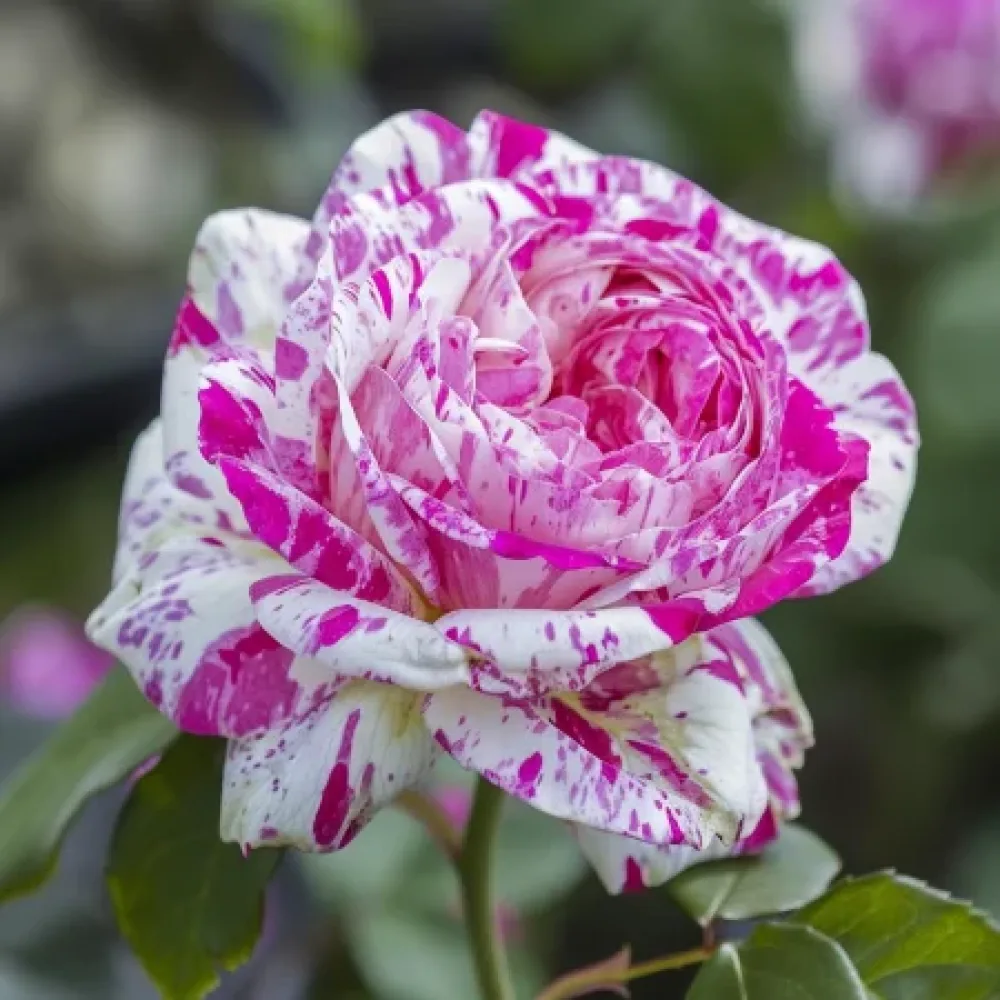 Ros 'Bologna Lavender' – barrotad