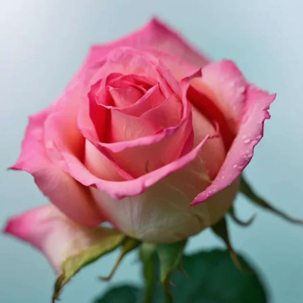 Ros 'Moonlit Pink Breeze' – barrotad