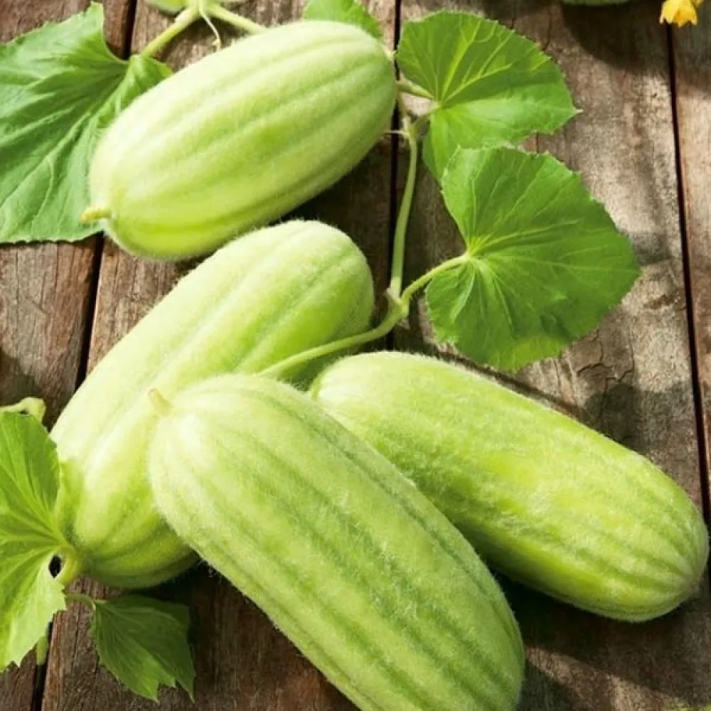 Melongurka 'Carosello Barese'