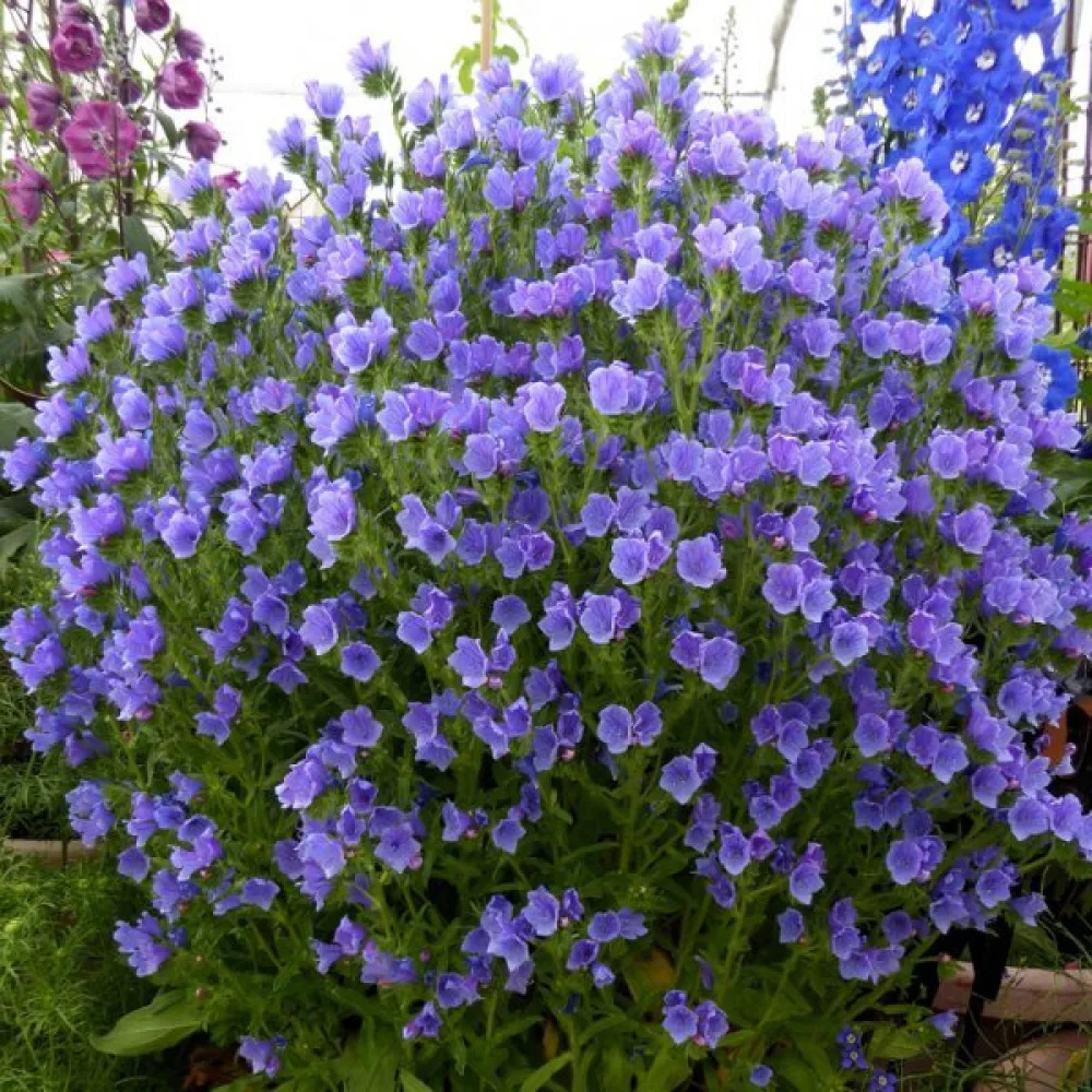 Blåeld Echium plantagineum, blå