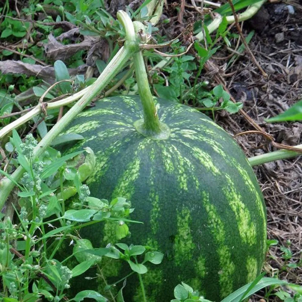 Vattenmelon 'Crimson Sweet' 8–10 kg