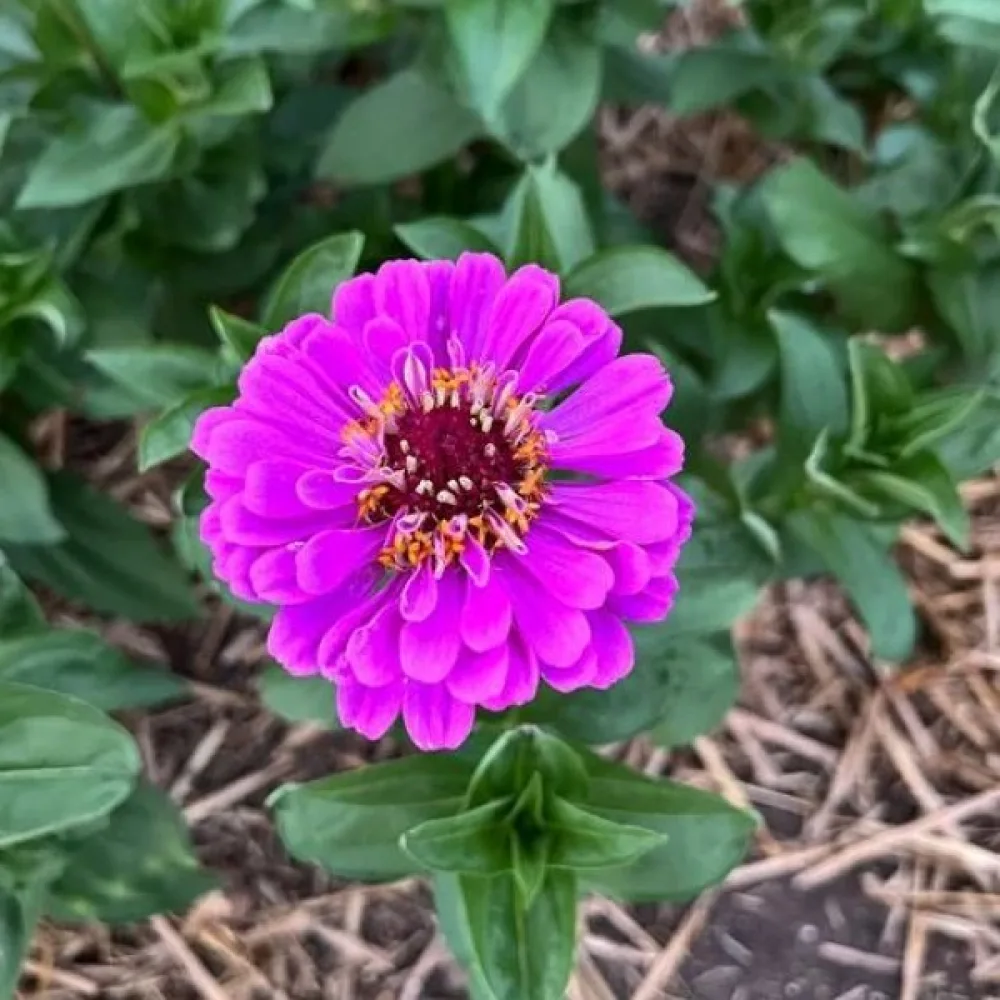 Zinnia 'Dream'