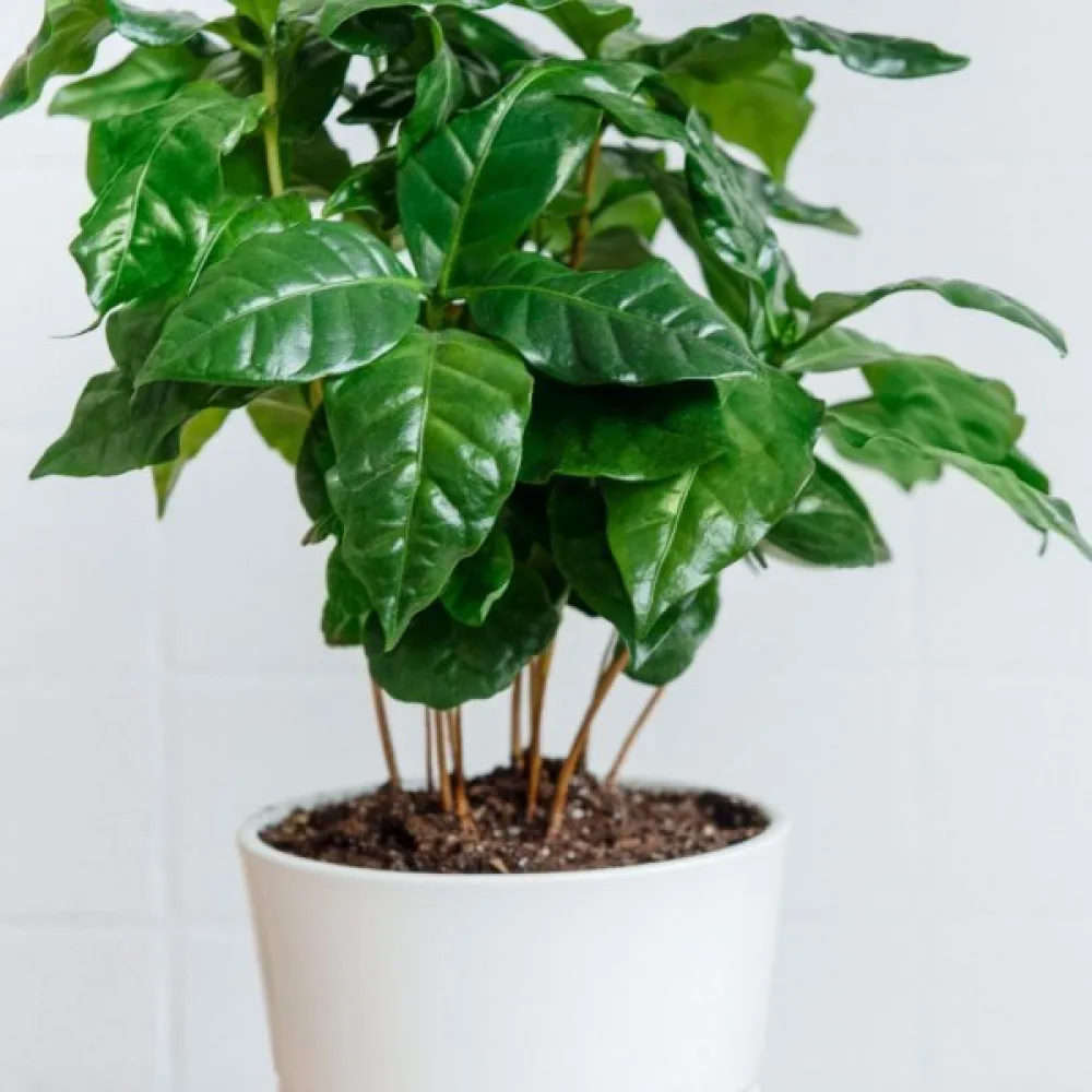 Kaffeplanta Arabica