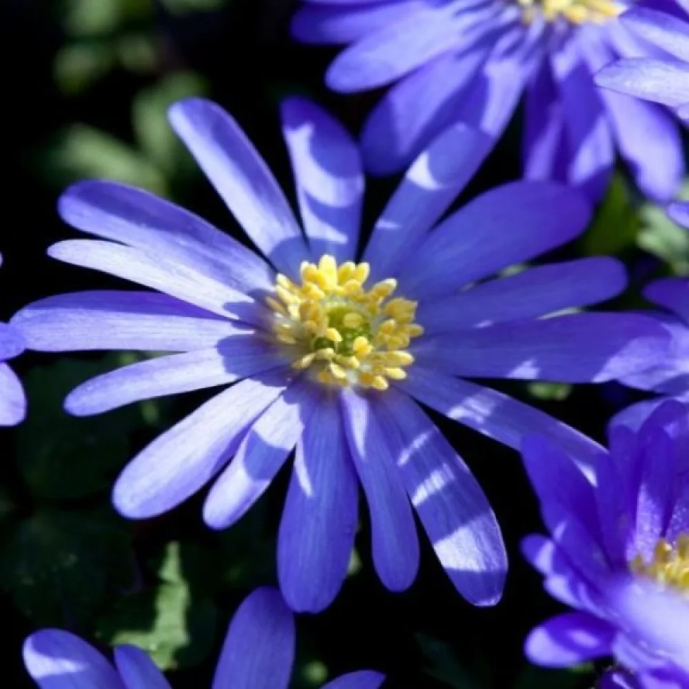 Anemon 'Blue shades blanda'