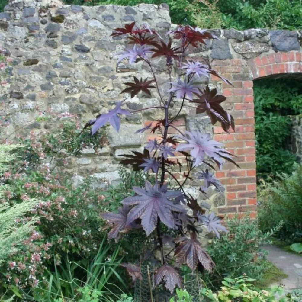 Ricin 'Gibsonii'